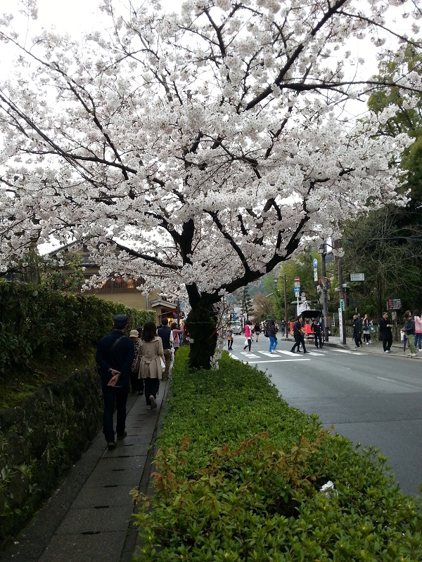 【ブロガー連動企画】僕と関西と2015年に見た桜【新世界】 #sakura2015bl