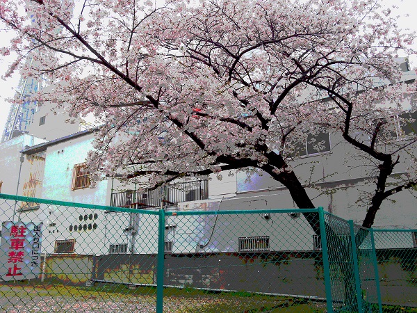 【ブロガー連動企画】僕と関西と2015年に見た桜【新世界】 #sakura2015bl