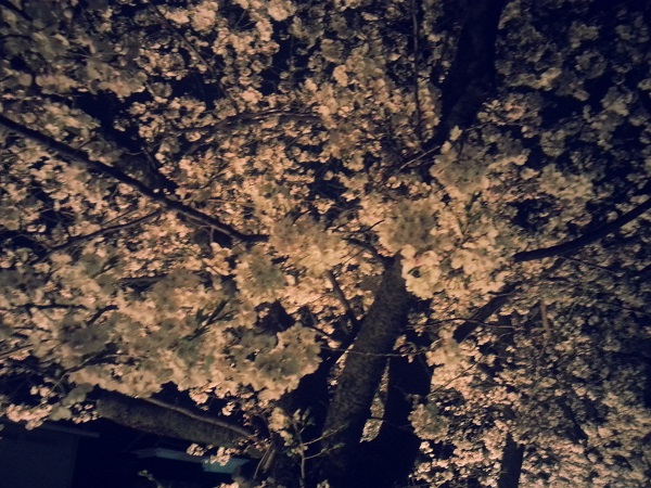 【長野県松本市】雨降りのライトアップされた松本城と桜まつり #sakura2015bl