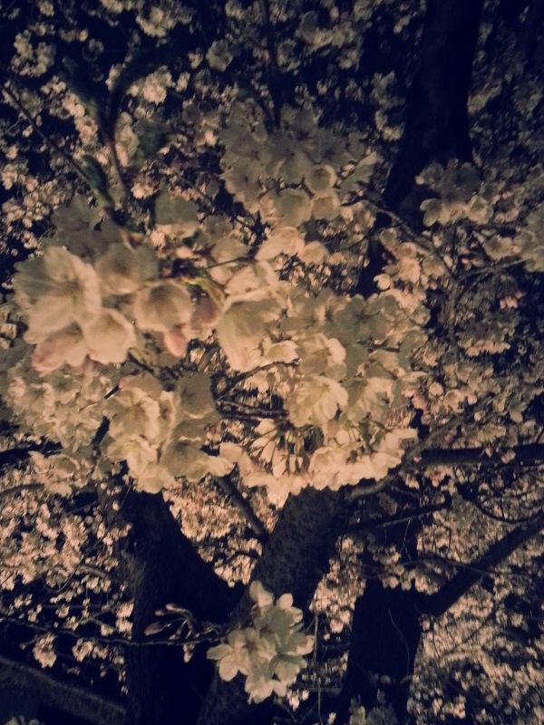 【長野県松本市】雨降りのライトアップされた松本城と桜まつり #sakura2015bl