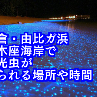 鎌倉・由比ヶ浜・材木座で夜光虫が見られる場所と時間